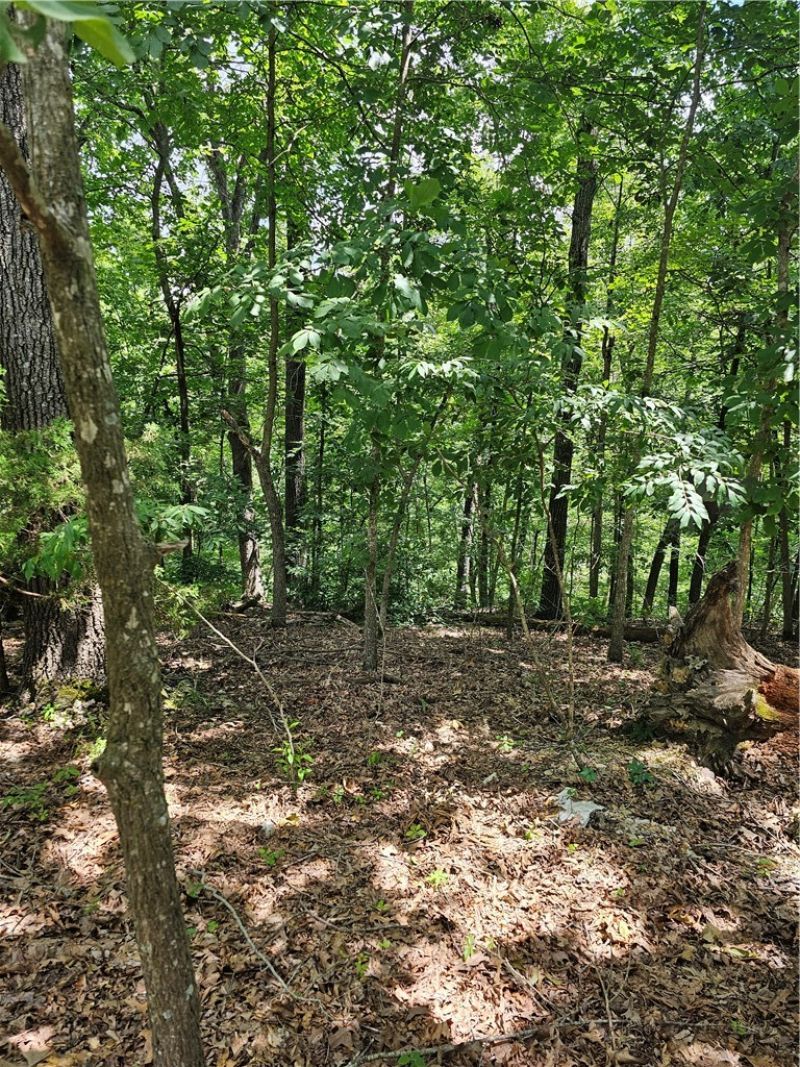 Blueberry Lane, Lowell, AR 72745 Main Photo