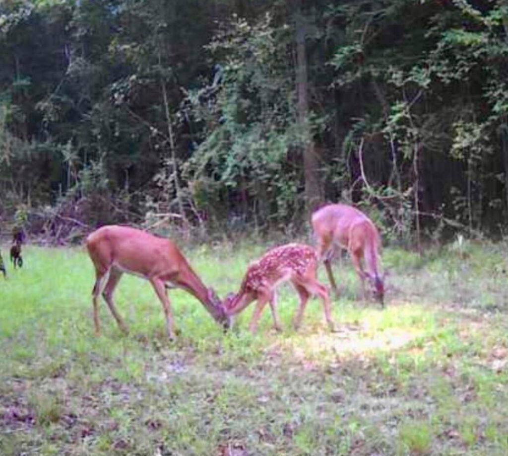 0 Featherbed Road Photo 4