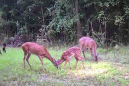 0 Featherbed Road photo 4