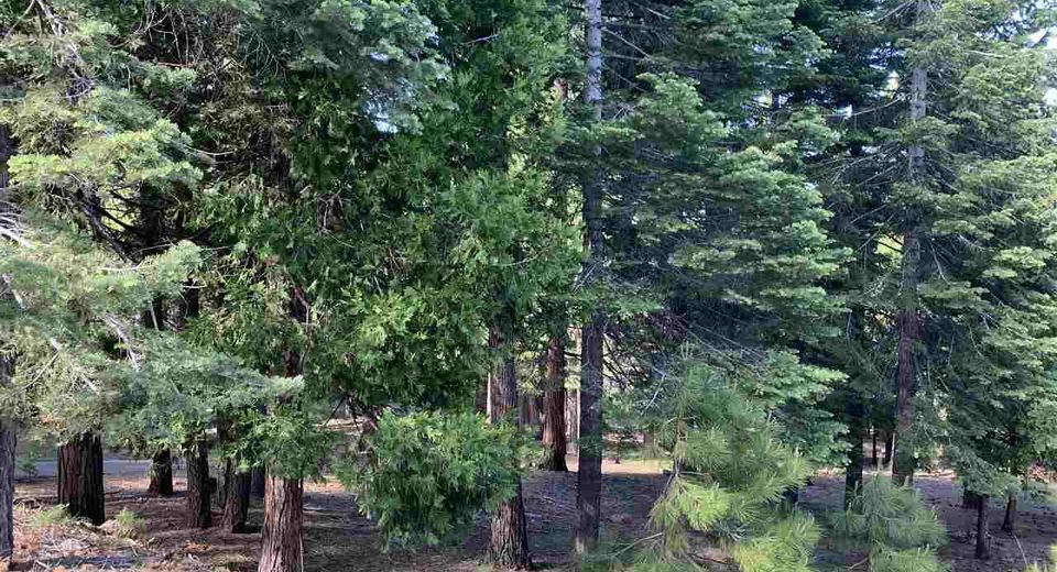 203 Top Of The West Drive, Lake Almanor, CA 96020 Photo