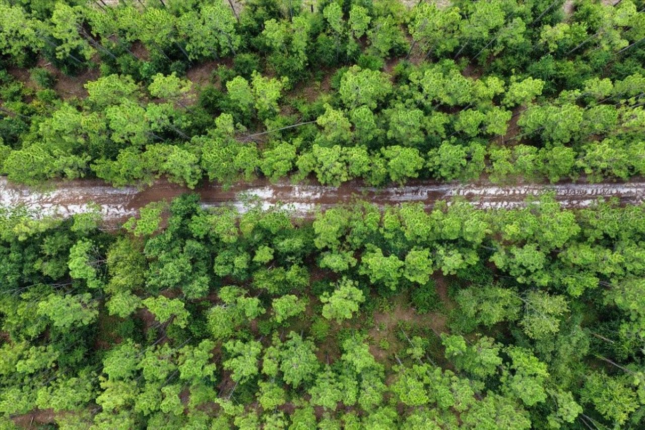 631 NW 172nd Lane, Trenton, FL 32693 Photo