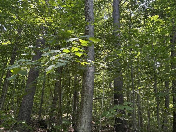 Upper Plains Road, Salisbury, VT 05769