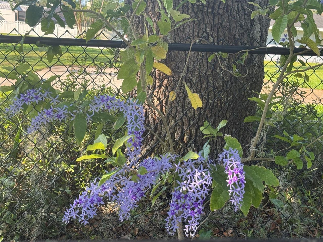 3545 Lake Padgett Drive, Land O Lakes, FL 34639 Photo