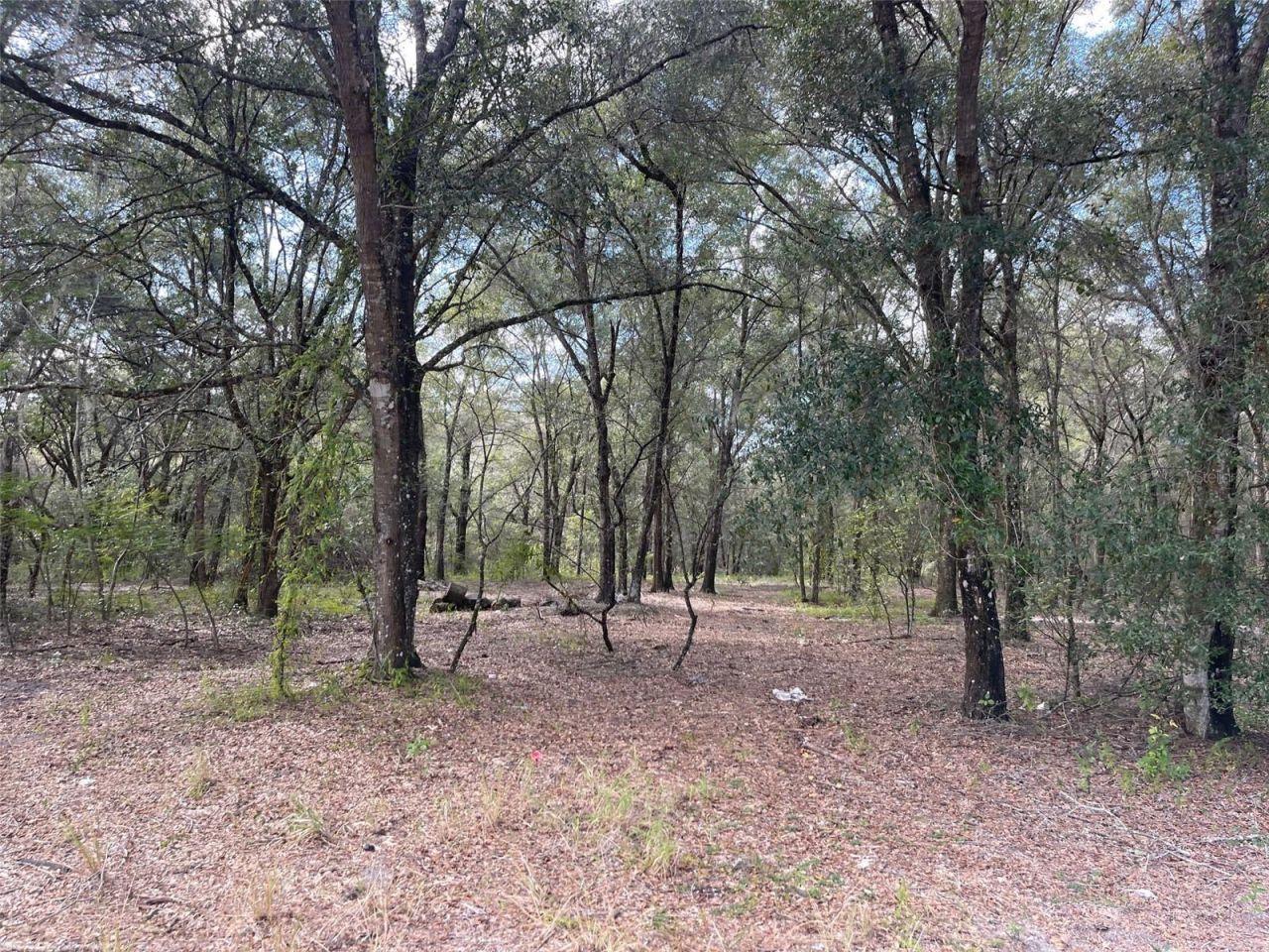 Grays Airport Road, Lady Lake, FL 32159 Photo