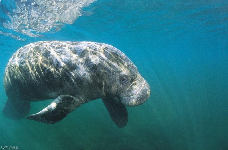 812 Palmetto Pointe Cir, Cape Coral, FL 33991 Photo