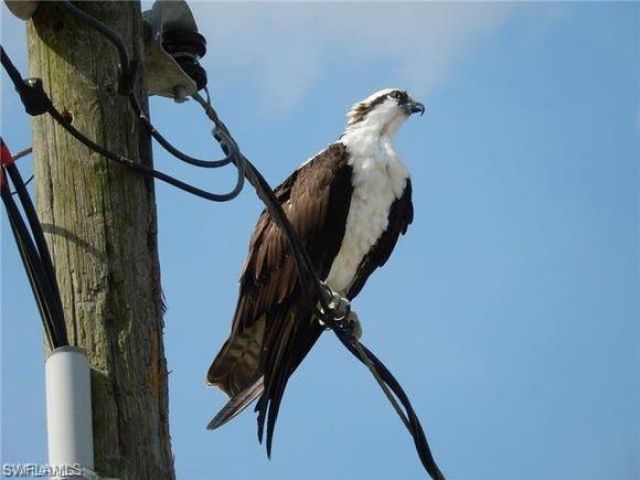 812 Palmetto Pointe Cir, Cape Coral, FL 33991 Photo