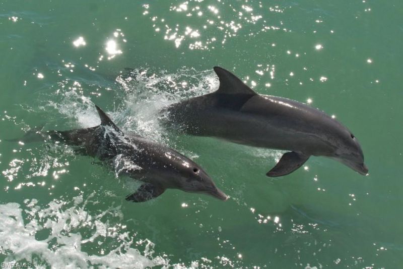 812 Palmetto Pointe Cir, Cape Coral, FL 33991 Photo