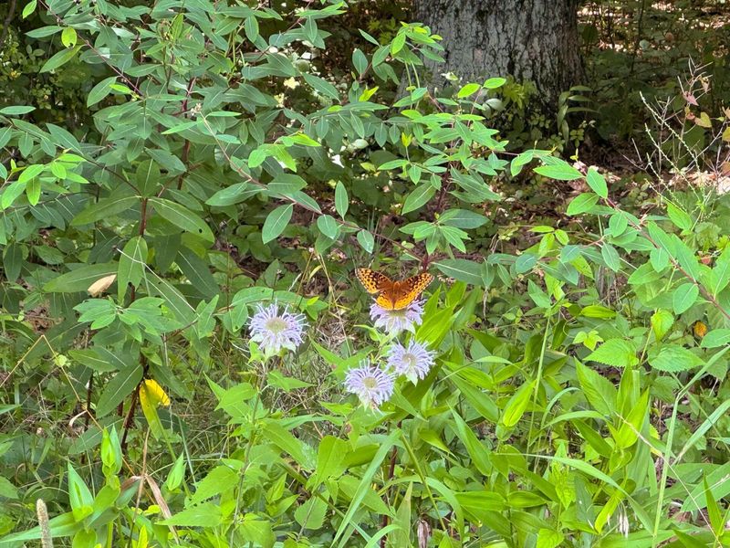 16487 Flint Ridge Rd Street NE, Unit (Lot L Woo, Newark, OH 43055 Photo 34