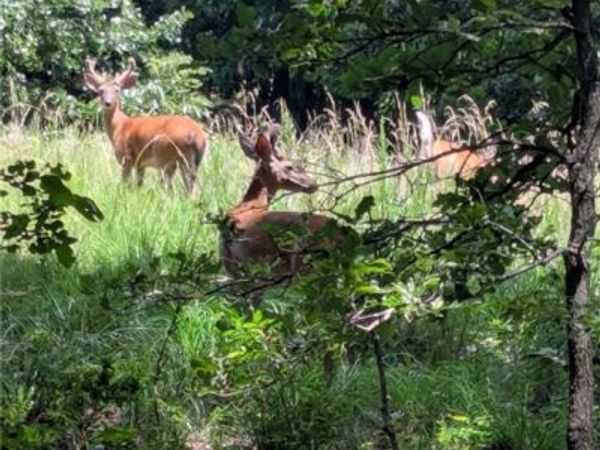 929 Madison 5330, Huntsville, AR 72740