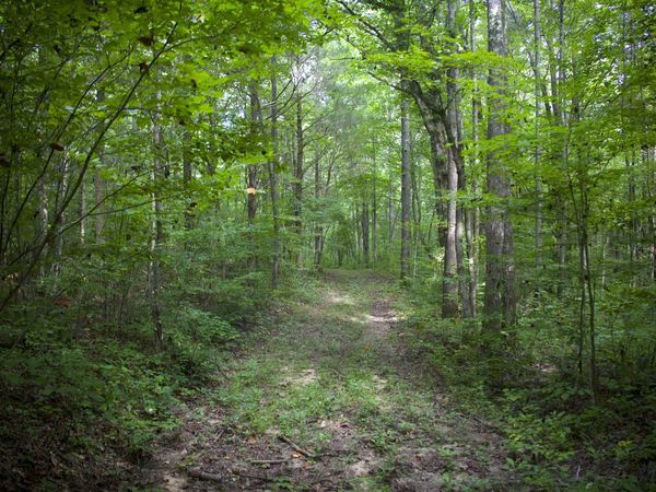 4000 W FORK RD, Saulsbury, TN 38039