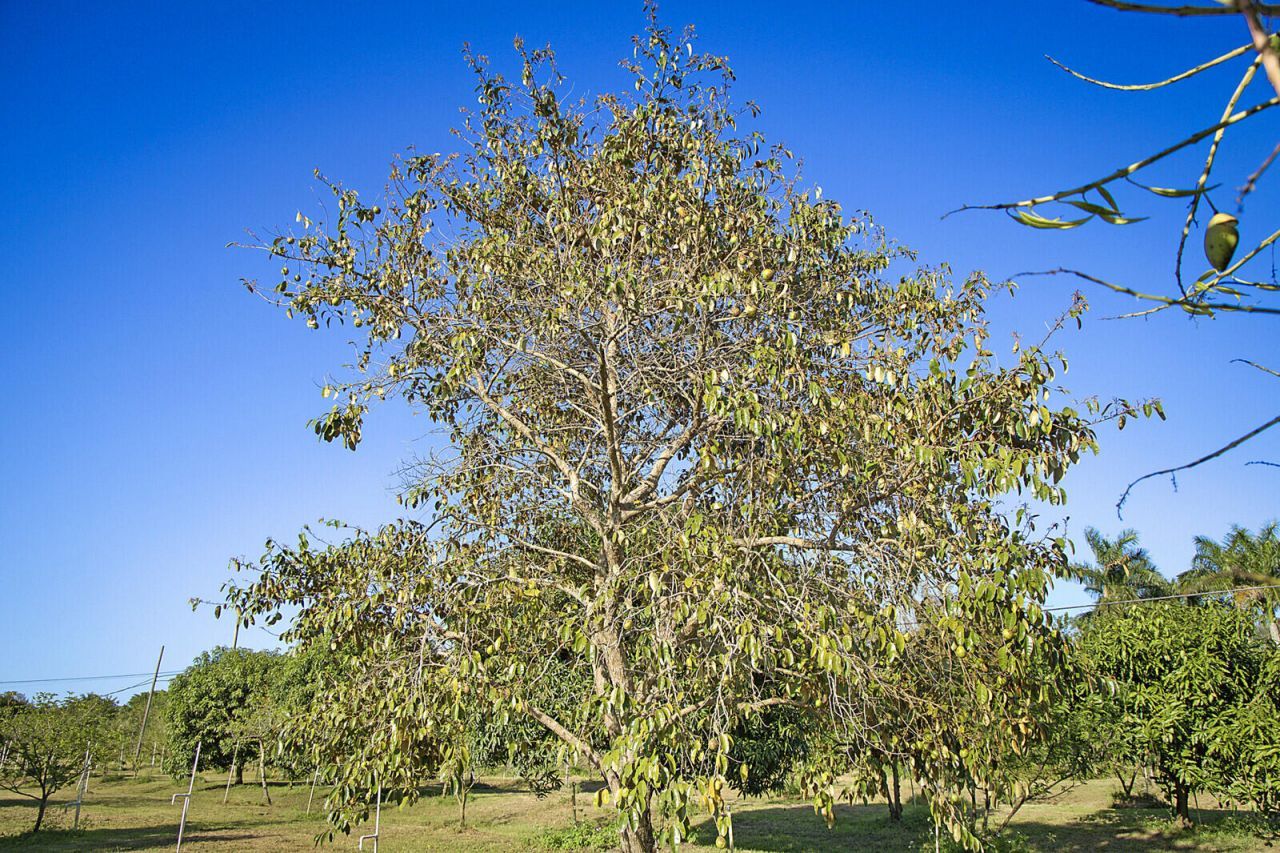 3057 D Road, Loxahatchee Groves, FL 33470 Photo