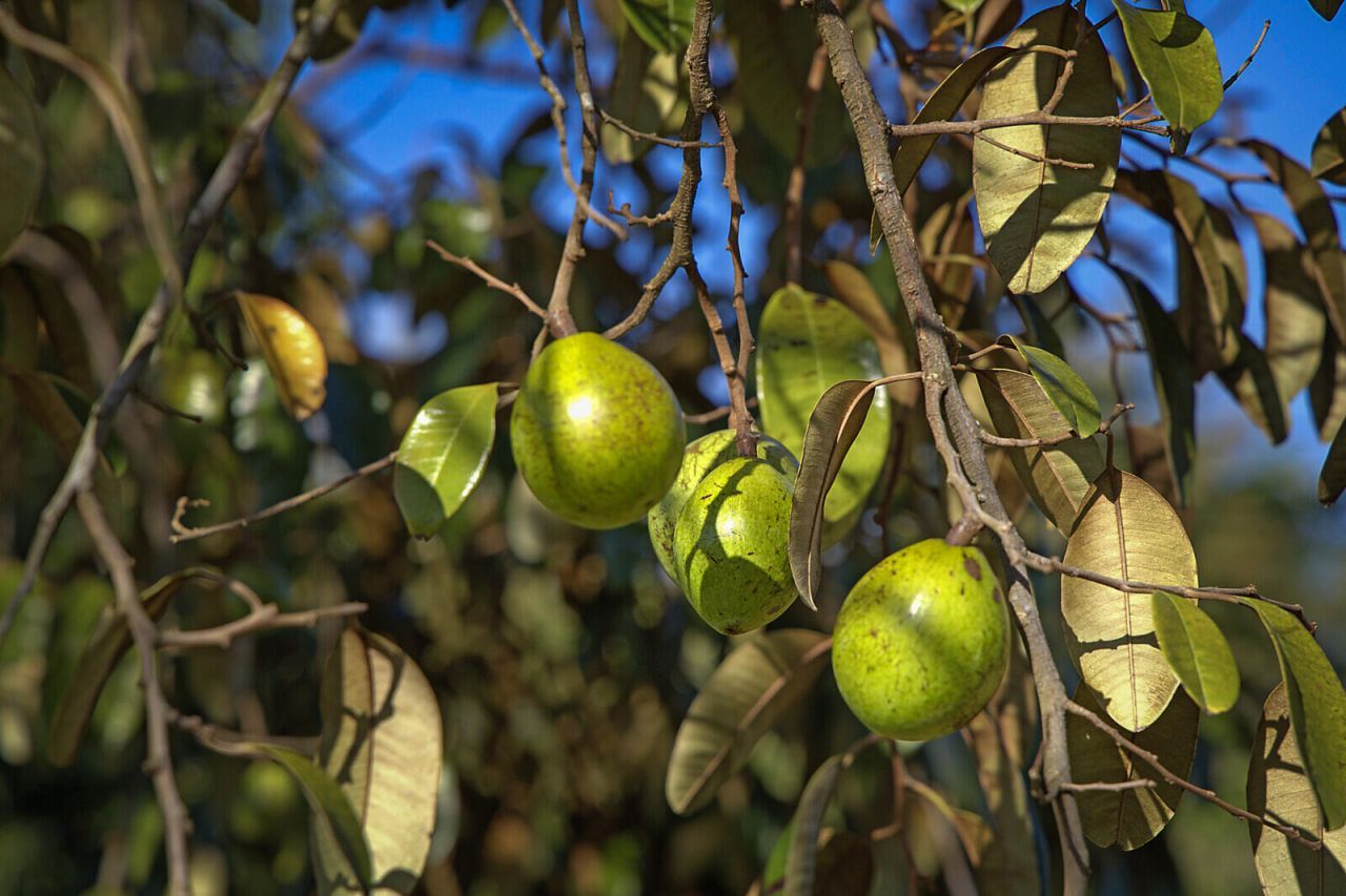 3057 D Road, Loxahatchee Groves, FL 33470 Photo