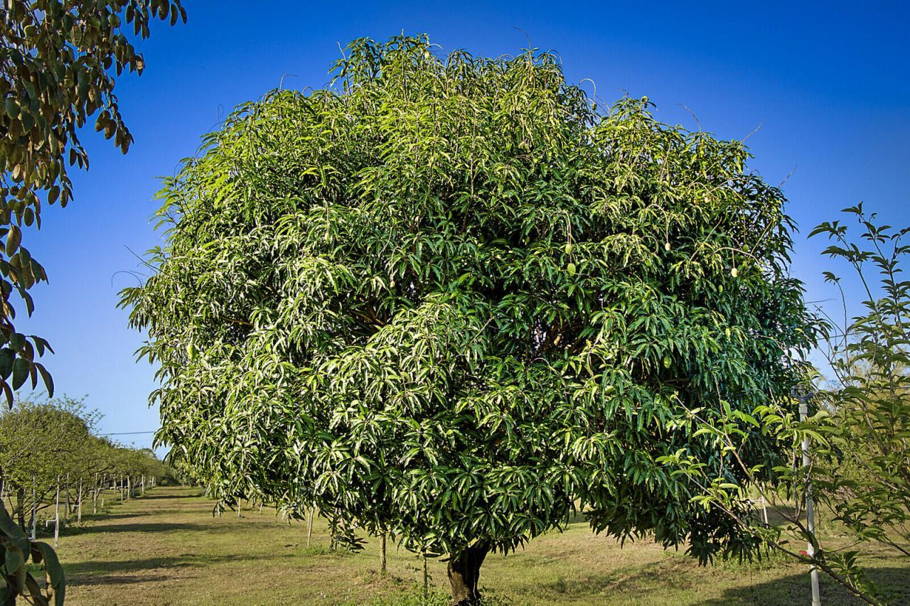 3057 D Road, Loxahatchee Groves, FL 33470 Photo