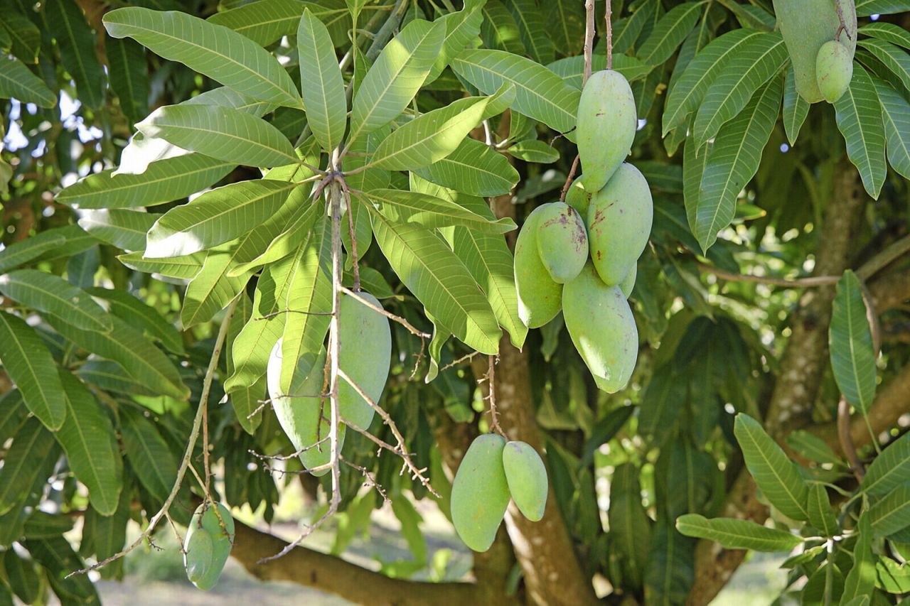 3057 D Road, Loxahatchee Groves, FL 33470 Photo