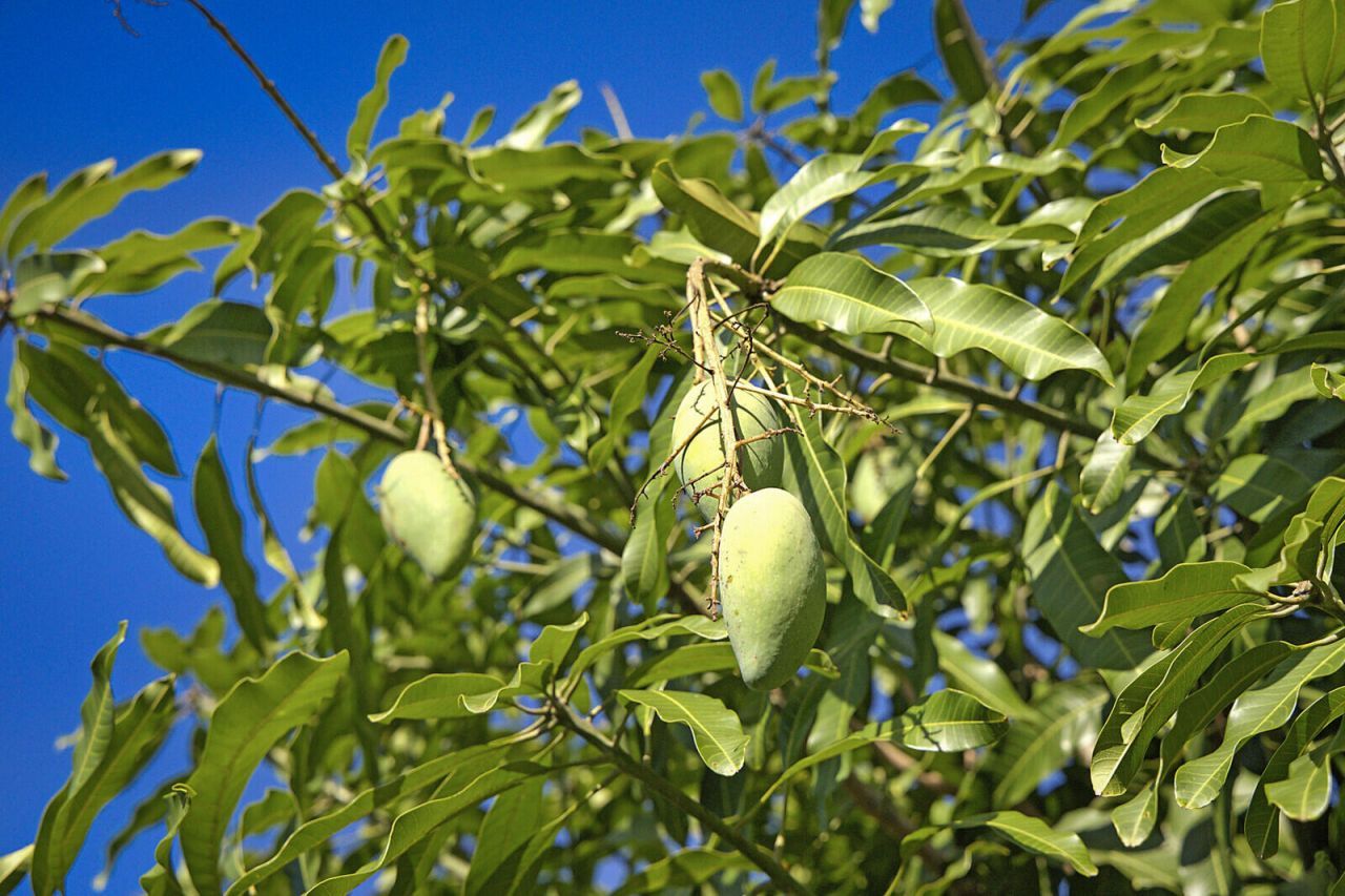 3057 D Road, Loxahatchee Groves, FL 33470 Photo