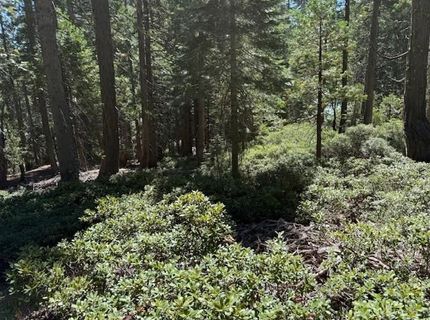 2780 Cedarview Ct, Strawberry Valley, CA 95981 Photo