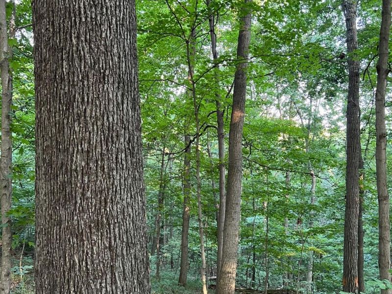 0 Tabernacle, Chillicothe, OH 45601 Photo 11