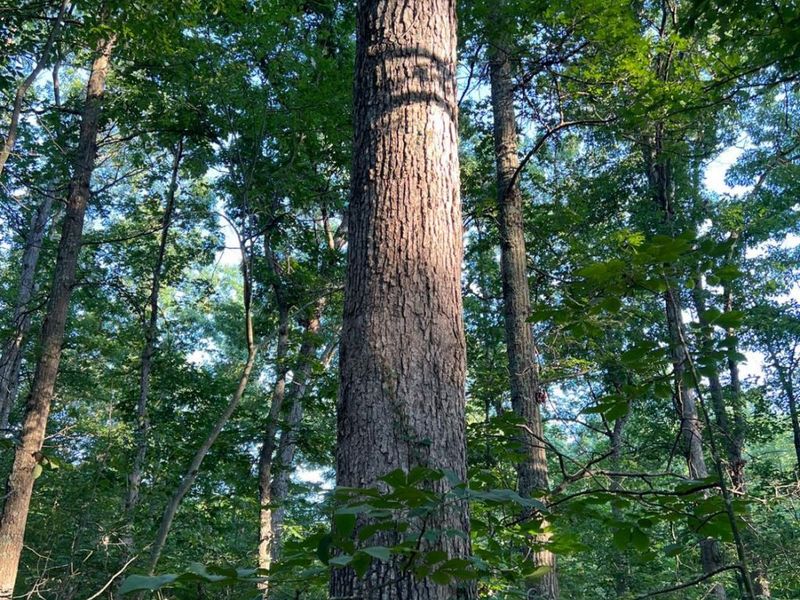 0 Tabernacle, Chillicothe, OH 45601 Photo 2