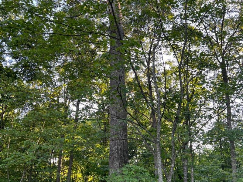 0 Tabernacle, Chillicothe, OH 45601 Photo 22