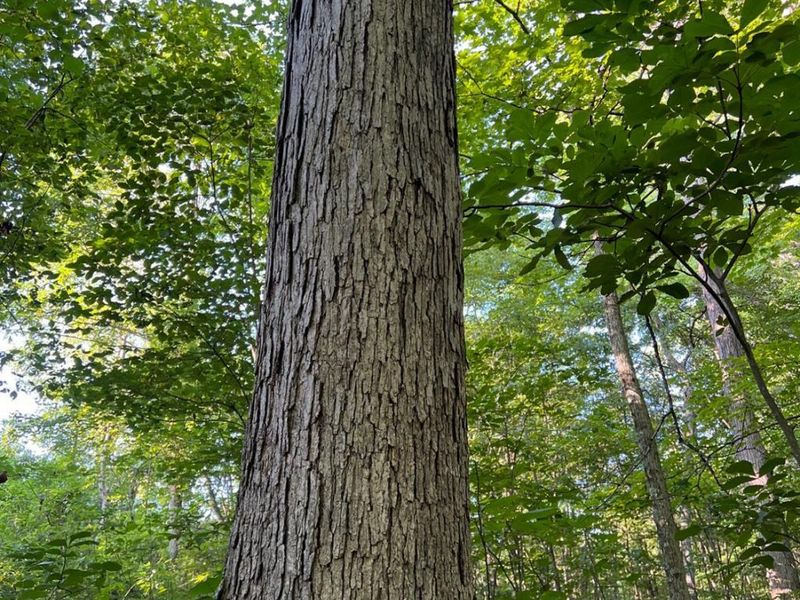 0 Tabernacle, Chillicothe, OH 45601 Photo 30