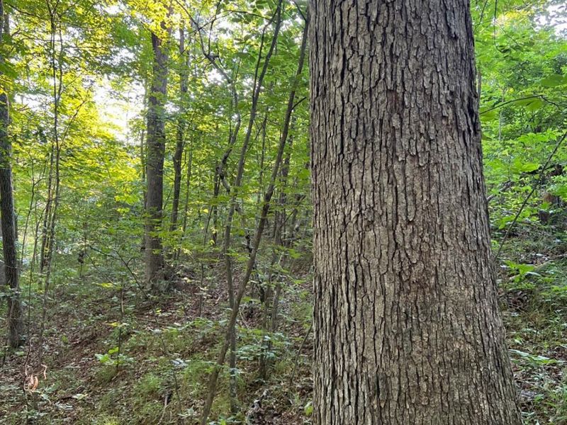 0 Tabernacle, Chillicothe, OH 45601 Photo 31