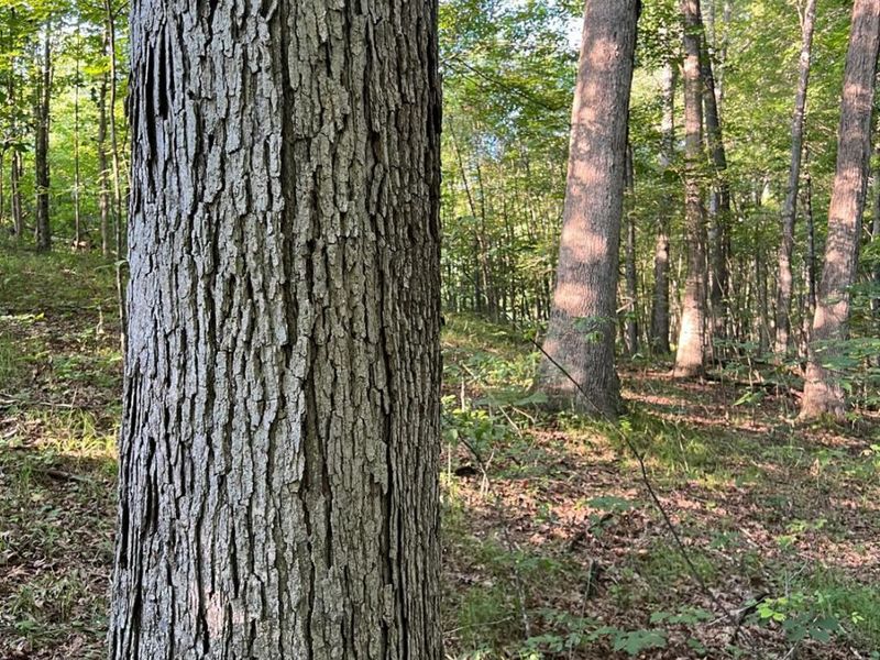 0 Tabernacle, Chillicothe, OH 45601 Photo 32