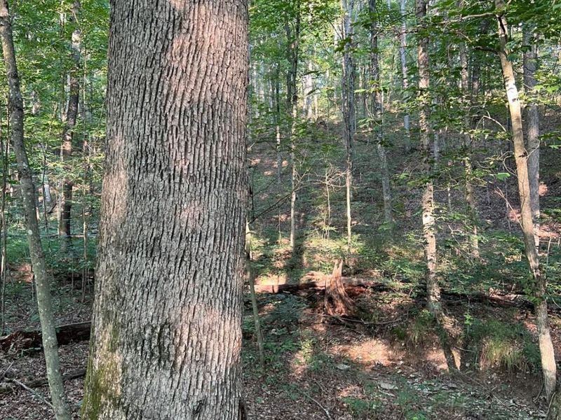 0 Tabernacle, Chillicothe, OH 45601 Photo 35