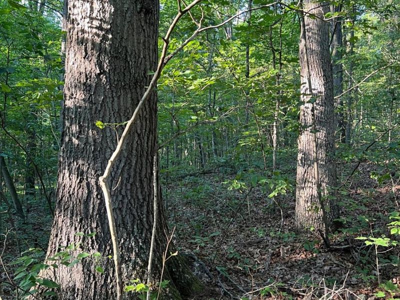 0 Tabernacle, Chillicothe, OH 45601 Photo 38