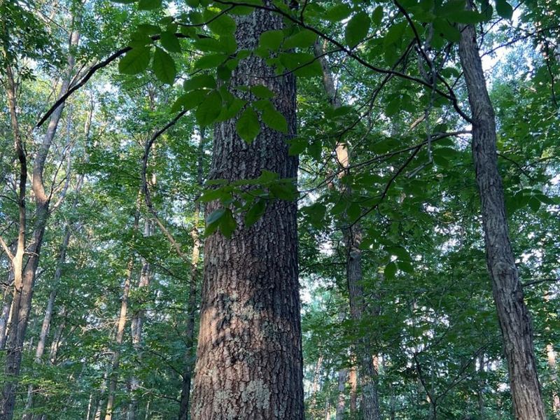 0 Tabernacle, Chillicothe, OH 45601 Photo 40