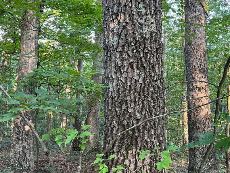 0 Tabernacle, Chillicothe, OH 45601 Photo 42