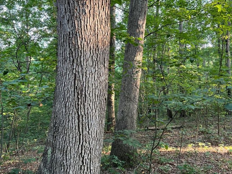 0 Tabernacle, Chillicothe, OH 45601 Photo 43