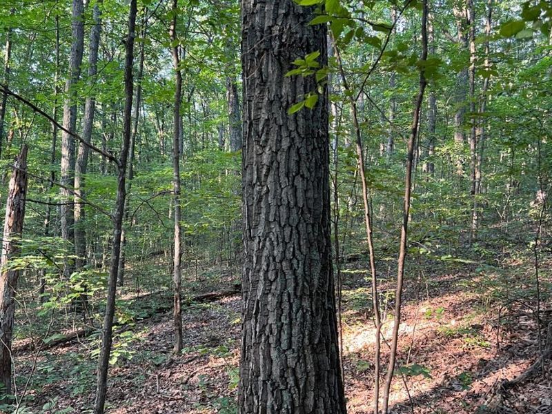 0 Tabernacle, Chillicothe, OH 45601 Photo 44