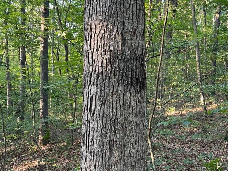 0 Tabernacle, Chillicothe, OH 45601 Photo 6