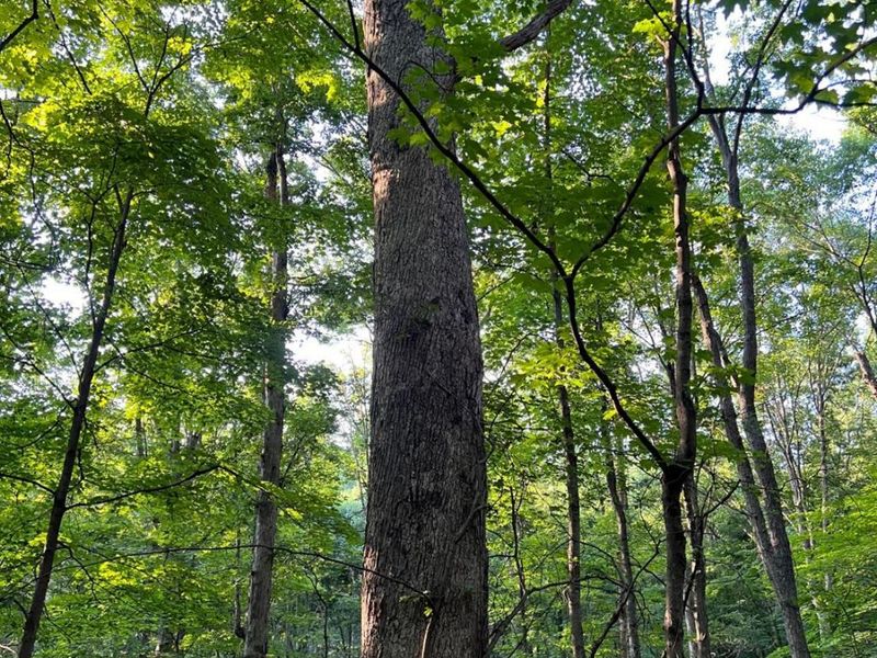 0 Tabernacle, Chillicothe, OH 45601 Photo 8