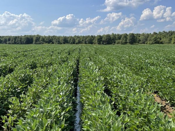 Straight Bayou Road, Anguilla, MS 38721