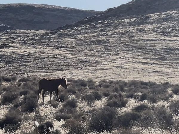 9325 Western Way, Stagecoach, NV 89429