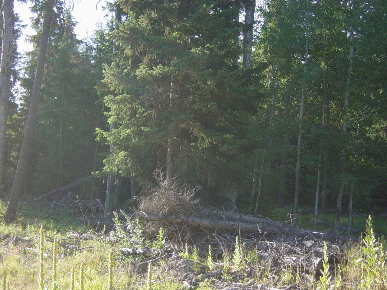 Nhn Acm Road S, Libby, MT 59923 Main Photo