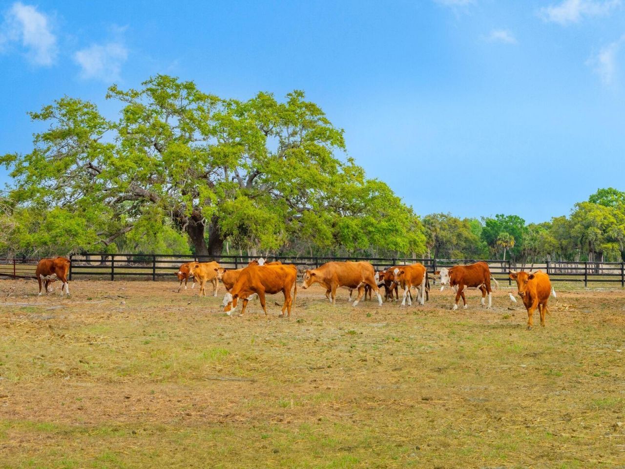 600 N Jackson Road, Venice, FL 34292 Photo