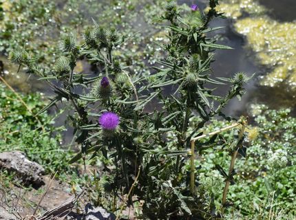 3306 High Rock Road, Gerlach, NV 89412 Photo