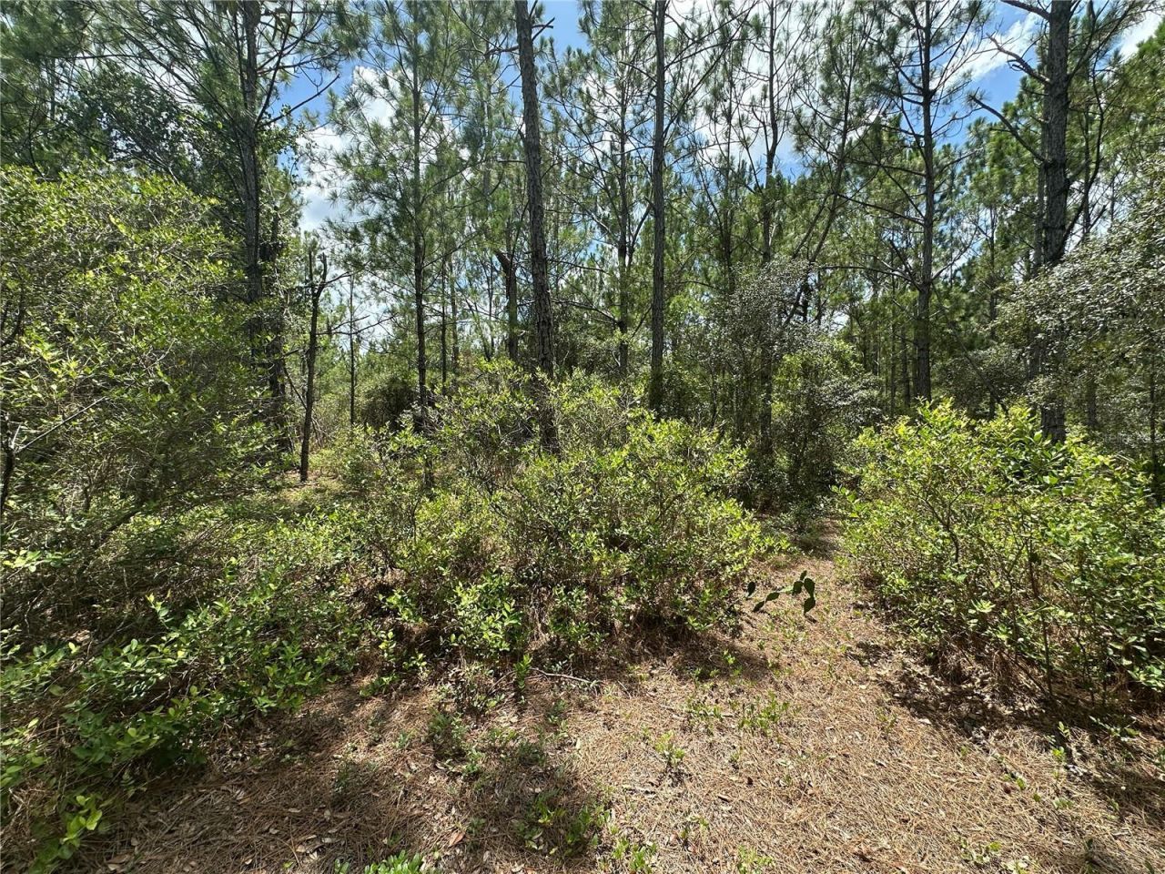 796 Fisher Road, Ocklawaha, FL 32179 Photo