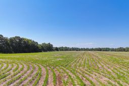 0 Joes Trail photo 4