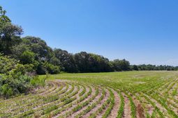 0 Joes Trail photo 4