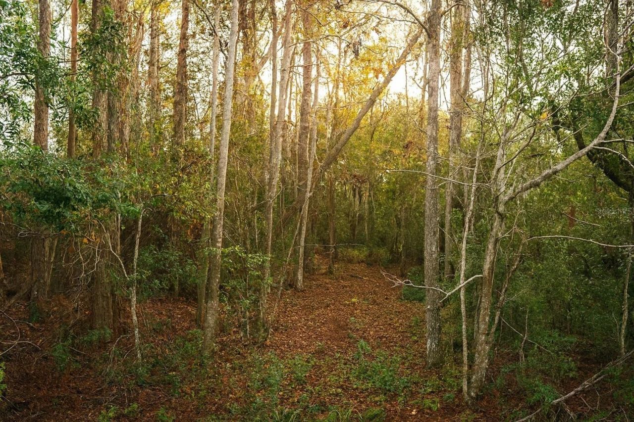 Tbd Cr-48, Yalaha, FL 34797 Photo