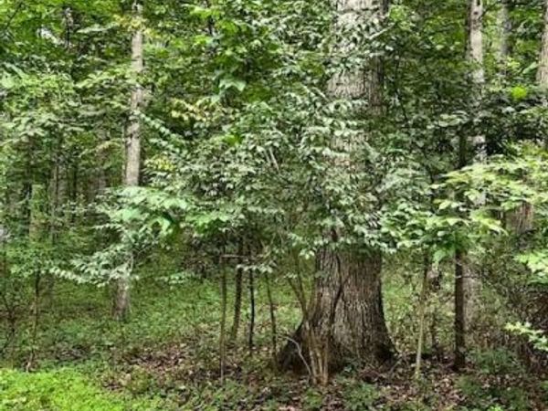 BAUMGARDNER RD S, KEYMAR, MD 21757