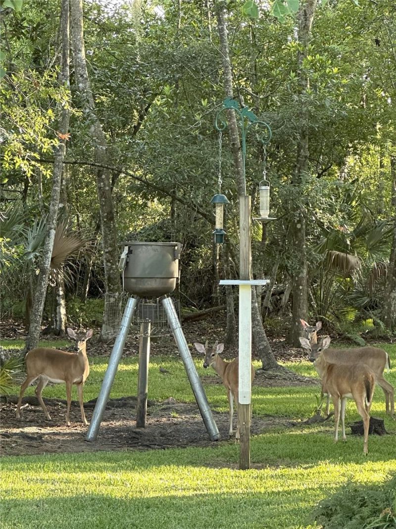 2401 Wassum Trail, Chuluota, FL 32766 Photo