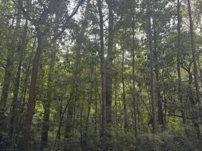 915 Lincolnville Avenue, Lincolnville, SC 29485