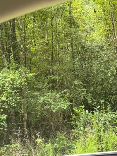 915 Lincolnville Avenue Photo 5