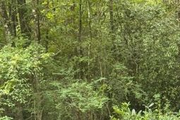 915 Lincolnville Avenue photo 4