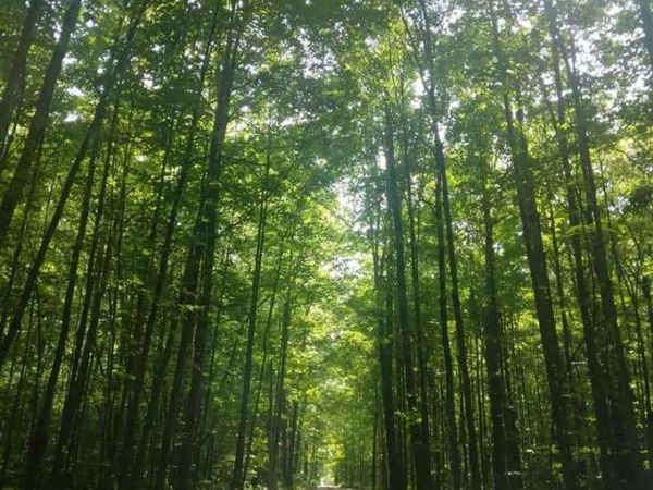 4856 Star Chief Trail, Mancelona, MI 49676