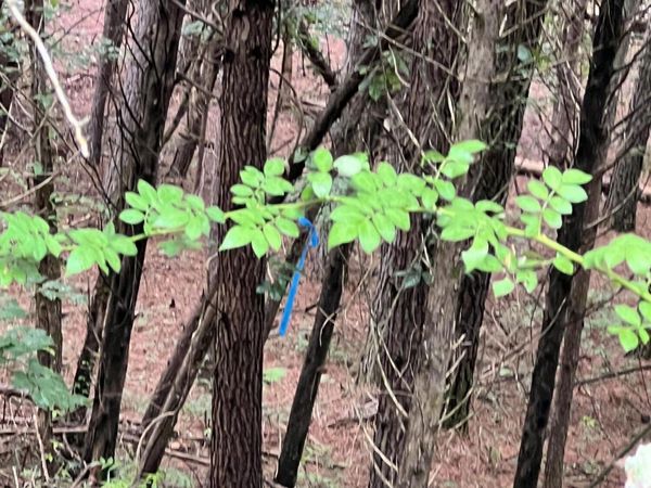 Lot 5 Willie Promore Rd, Decatur, TN 37322